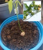 Mooie knippa boompje, Ophalen, Minder dan 100 cm, Overige soorten, Zomer