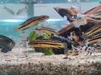Julidochromis Regani Kipili Tanganyika Cichliden, Dieren en Toebehoren, Vissen | Aquariumvissen, Zoetwatervis, Vis