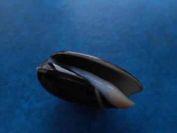 Schelpen: Oliva tigrina fallax Johns. gem 36,5mm beschikbaar voor biedingen
