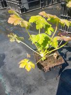 Geranium macrorrhizum (Ooievaarsbek)

€1.50, Ophalen of Verzenden, Minder dan 100 cm, Zomer