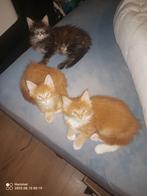 Russische Maine Coon kittens, Dieren en Toebehoren, Katten en Kittens | Raskatten | Langhaar, Meerdere dieren, Gechipt