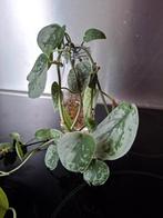 Scindapsus Pictus, Huis en Inrichting, Kamerplanten, Ophalen, Halfschaduw, Minder dan 100 cm