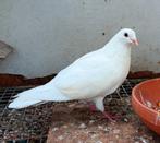 Mooie witte duivin.  Hoogvlieger. Postduif., Dieren en Toebehoren, Vogels | Duiven, Vrouwelijk, Postduif
