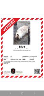 Ragdoll vermist, Dieren en Toebehoren, Vermiste en Gevonden Dieren, Kat