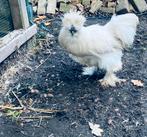 Witte zijdehoen haan, Dieren en Toebehoren, Mannelijk, Kip