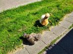 Super- USA Zijdehoender kuikentjes, Dieren en Toebehoren, Pluimvee, Geslacht onbekend, Kip