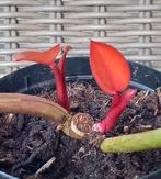 Philodendron Prince of Orange, Ophalen, Overige soorten, Halfschaduw, Minder dan 100 cm