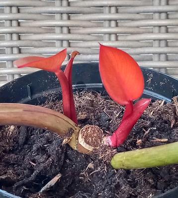 Philodendron Prince of Orange  beschikbaar voor biedingen
