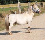 Te koop 7 super knappe shetlander en een betuigd Welsh, Dieren en Toebehoren, Pony's, Ruin, A pony (tot 1.17m), Recreatiepony