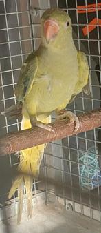 Halsbandparkiet, Dieren en Toebehoren, Vogels | Parkieten en Papegaaien, Mannelijk, Parkiet, Geringd