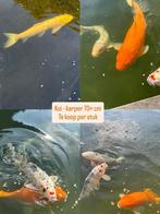 Zeldzame koi karpers 70+ cm – kleurrijk en gezond, Dieren en Toebehoren, Vissen | Vijvervissen, Karper of Koi