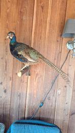 Prachtige opgezette Fazant!, Verzamelen, Dierenverzamelingen, Ophalen of Verzenden, Zo goed als nieuw, Vogel, Opgezet dier