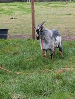 Blauwschimmel tan bonte dwerggeit bok, Dieren en Toebehoren, Schapen, Geiten en Varkens, Mannelijk, Geit, 0 tot 2 jaar