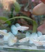 🥶blue albino dragon ribbon ( uniek blauw) gup,guppen,guppy, Dieren en Toebehoren, Vis, Zoetwatervis