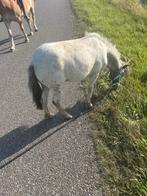 Gezocht stalling weidegang 2 shetlanders en welsh, Dieren en Toebehoren, Stalling en Weidegang, Stalling