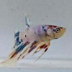 Betta splendens man 34, Dieren en Toebehoren, Vis