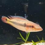 Crenicichla sp. atabapo red, Dieren en Toebehoren, Vis