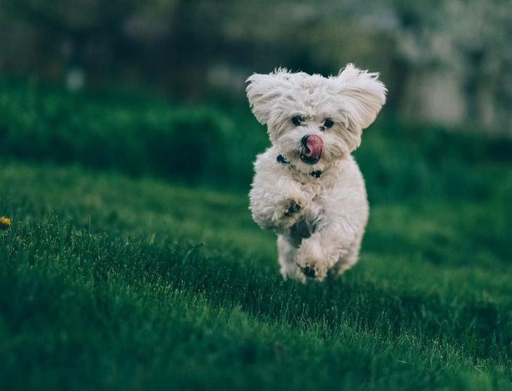 Gezocht ter adoptie kleine hondje, Dieren en Toebehoren, Honden | Chihuahua's en Gezelschapshonden, Teef, Overige rassen, Particulier