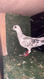 Mooie Syriësche duivin, Vrouwelijk, Overige soorten