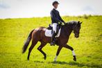 Aansprekende 4 jarige merrie, Merrie, Dressuurpaard, 3 tot 6 jaar