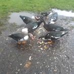 Muskuseenden, Dieren en Toebehoren, Pluimvee, Meerdere dieren, Kip