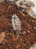 Porcellio laevis 'Dairy Cow' pissebedden veel, Dieren en Toebehoren, Insecten en Spinnen, Overige soorten