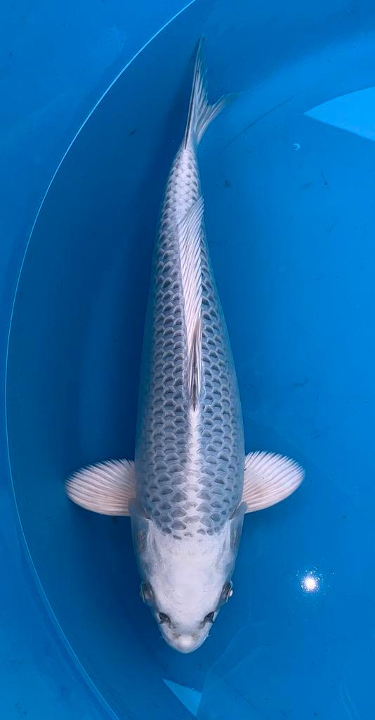 Prachtige gin matsuba, kweker Sakasume, nisai, 40 cm, Dieren en Toebehoren, Vissen | Vijvervissen, Karper of Koi