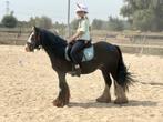 Geweldige mini tinker ruin!, Dieren en Toebehoren, Pony's, Gechipt, B, Ruin, 3 tot 6 jaar