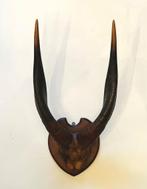 Afrikaanse trofee -  Vintage Bosbok antilopehoorns, Verzenden, Gebruikt, Wild dier, Gewei of Kop