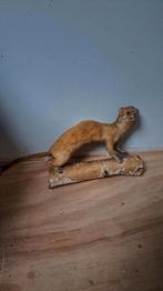 Opgezette Hermelijn! Taxidermie, Ophalen of Verzenden, Zo goed als nieuw, Opgezet dier