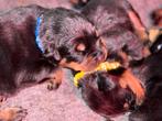 Rottweiler pups, Rabiës (hondsdolheid), Overige rassen, 8 tot 15 weken, Meerdere