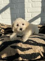Mini malitpoo pups, maltezer x toy poedel, Nederland, Overige rassen, CDV (hondenziekte), 8 tot 15 weken