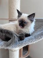 Ragdoll kitten. Geteste ouders, Dieren en Toebehoren, Katten en Kittens | Raskatten | Langhaar, Meerdere dieren, Gechipt, 0 tot 2 jaar