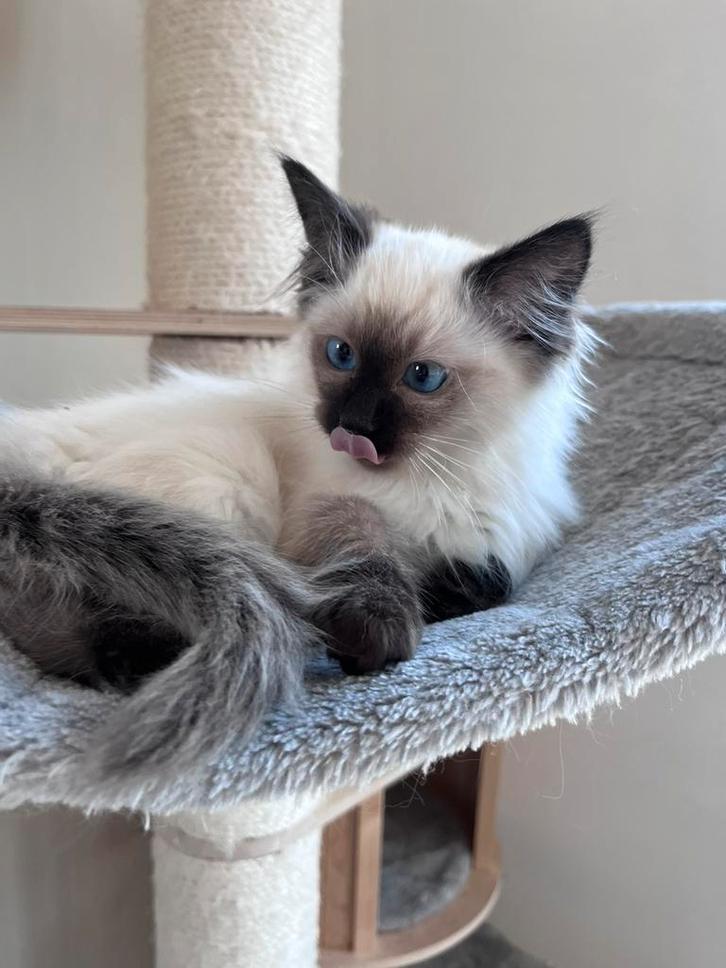 Ragdoll kitten. Geteste ouders, Dieren en Toebehoren, Katten en Kittens | Raskatten | Langhaar, Meerdere dieren, 0 tot 2 jaar