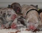 American bully pups, Dieren en Toebehoren, Honden | Bulldogs, Pinschers en Molossers, Overige rassen, CDV (hondenziekte), 8 tot 15 weken