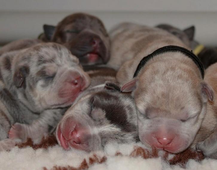 American bully pups, Dieren en Toebehoren, Honden | Bulldogs, Pinschers en Molossers, Meerdere dieren, Overige rassen, Particulier