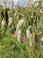 Sanquisorba Canadensis zaden, Tuin en Terras, Bloembollen en Zaden, Ophalen of Verzenden, Voorjaar, Volle zon, Zaad
