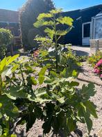 Leuke vijgenbomen, Ophalen, Minder dan 100 cm, Volle zon, Vijgenboom