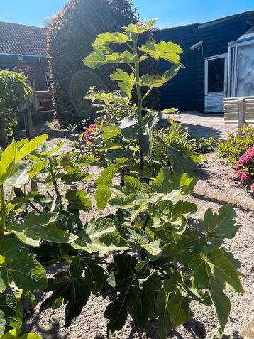 Leuke vijgenbomen beschikbaar voor biedingen