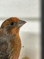 2 Koppels  Mexicaanse roodmus, Ophalen of Verzenden, Nieuw