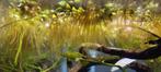 Salvinia Minima | Drijfplant | Drijvend waterfilter, Vis, Zoetwatervis