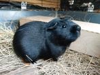 Lieve, tamme, zwarte cavia zoekt vriendje, Dieren en Toebehoren, Cavia, Juni, Mannelijk, Tam