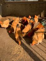 Trio Sussex Buff Columbia, Dieren en Toebehoren, Pluimvee, Meerdere dieren, Kip