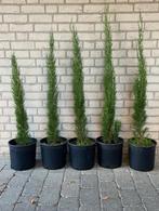 Cypres Cipres  Cupressyus sempervirens pyramidales, Bloeit niet, Minder dan 100 cm, Zuilboom, Ophalen