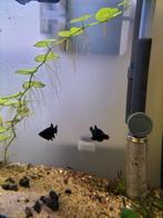 Black Mollies, Dieren en Toebehoren, Vissen | Aquariumvissen, Vis, Zoetwatervis, Schoolvis