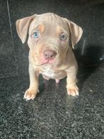 Super mooie pocket bully pup  reutje met stamboom, Dieren en Toebehoren, Rabiës (hondsdolheid), Reu, 8 tot 15 weken, Bulldog