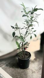 Rode cherry peper, hete peper, voor tuin of moestuin, Volle zon, Ophalen of Verzenden, Zomer, Groenteplanten