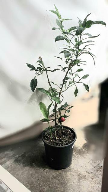 Rode cherry peper, hete peper, voor tuin of moestuin beschikbaar voor biedingen