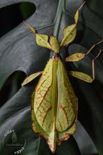 Phyllium philippinicum eggs (x10) - Oeufs de Phasmes, Dieren en Toebehoren, Insecten en Spinnen, Overige soorten