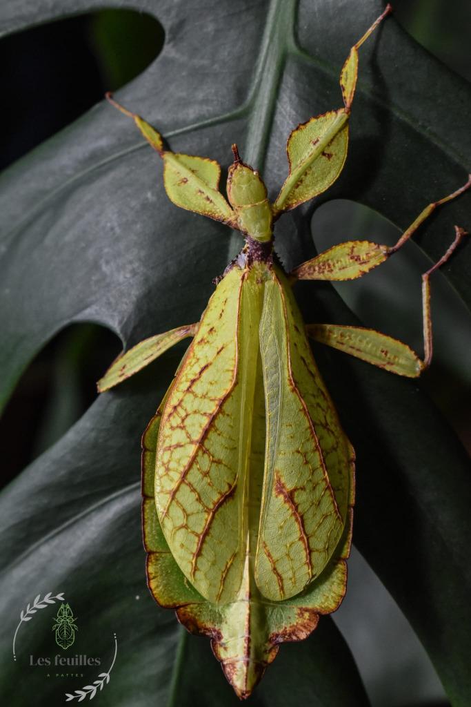 Phyllium philippinicum eggs (x10) - Oeufs de Phasmes, Dieren en Toebehoren, Insecten en Spinnen, Overige soorten